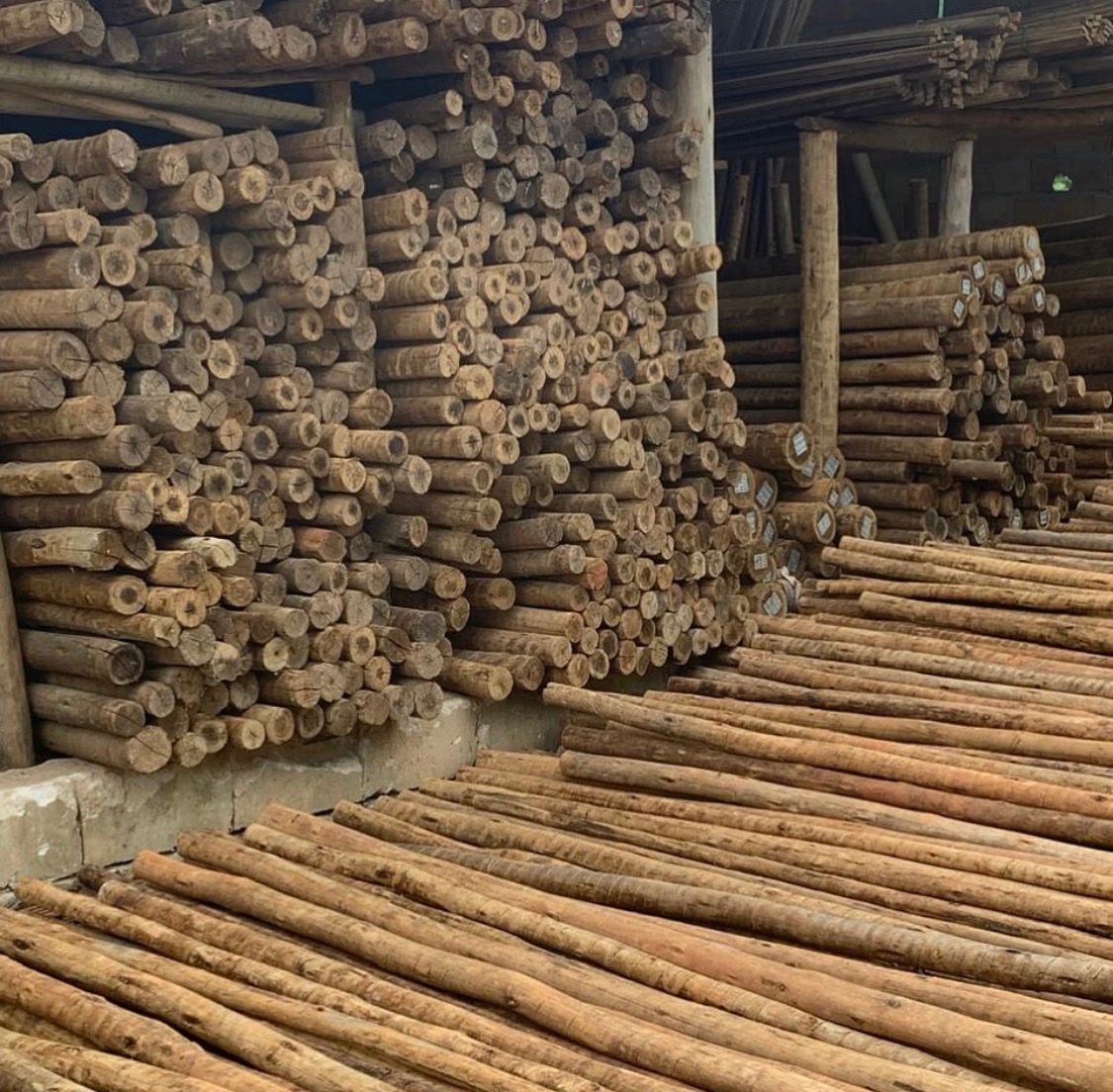 Mourões de eucalipto tratado em autoclave armazenados no galpão